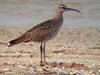 중부리도요 Numenius phaeopus (Whimbrel)