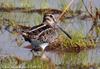 꺅도요 Gallinago gallinago (Common Snipe)