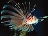 [Gallery CD01] Red Volitans Lionfish