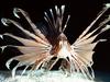 [Gallery CD01] Red Volitans Lionfish, Indo-Pacific