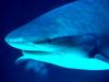 [Gallery CD01] Reef Hunter, Shark, Bahamas
