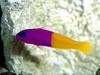 [Gallery CD01] Royal Dottyback, Pacific