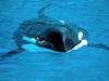 [Gallery CD01] Silent And Deadly Killer Whale