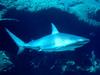 [Gallery CD01] Silent But Deadly Shark
