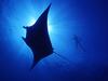 [Gallery CD01] Soaring Shadows of Manta Ray, Hawaii