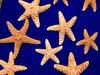[Gallery CD01] Stargazing, Sea Stars