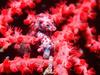 [Gallery CD01] Pygmy Sea Horse, Indonesia