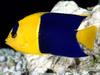 [Gallery CD01] Bicolor Angelfish