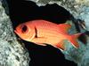 [Gallery CD01] Big-Eye Squirrelfish