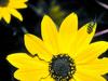 [Gallery CD01] Bug on Black-Eyed Susan, East Texas