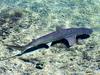 [Gallery CD01] Bonnethead Shark