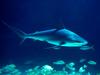 [Gallery CD01] Caribbean Predator, Shark