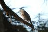 직박구리 Ixos amaurotis (Brown-eared Bulbul)