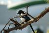 까치 Pica pica (Black-billed Magpie)