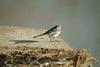 백할미새 Motacilla lugens (Black-backed Wagtail)