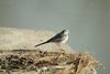 백할미새 Motacilla lugens (Black-backed Wagtail)