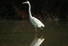 중대백로 Egretta alba modesta (Large Egret)