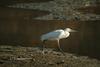 쇠백로 Egretta garzetta garzetta (Little Egret)