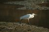 쇠백로 Egretta garzetta garzetta (Little Egret)