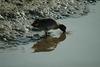 쇠오리 Anas crecca crecca (Common Teal)