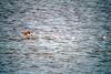 논병아리 Podiceps ruficollis poggei (Little Grebe)