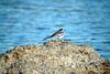 백할미새 Motacilla lugens (Black-backed Wagtail)