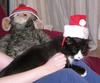 christmas cat 1