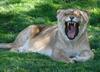 tired lions 1/3