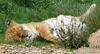 tired lions 2/3
