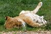 tired lions 3/3