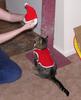 christmas cat 1