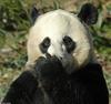 Misc Critters - Giant Panda (Ailuropoda melanoleuca)002.jpg
