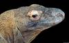 Misc Critters - Komodo Dragon (Varanus komodoensis) close-up.jpg