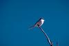 Loggerhead Shrike (Lanius ludovicianus)