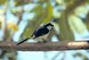 Grey-backed Fiscal Shrike (Lanius excubitoroides)