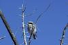 Loggerhead Shrike (Lanius ludovicianus)