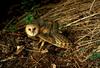 Barn Owl (Tyto alba)