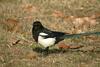 까치 Pica pica (Black-billed Magpie)