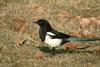 까치 Pica pica (Black-billed Magpie)