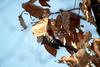 쇠딱다구리 Dendrocopos kizuki ijimae (Japanese Pygmy Woodpecker)