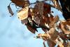 쇠딱다구리 Dendrocopos kizuki ijimae (Japanese Pygmy Woodpecker)