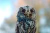 Flammulated Owl (Otus flammeolus)