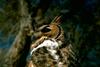 Great Horned Owl (Bubo virginianus)