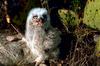 Great Horned Owlet (Bubo virginianus)