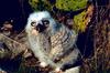 Great Horned Owlet (Bubo virginianus)