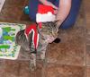 christmas cat 1