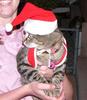 christmas cat 2/3