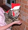 christmas cat 3/3