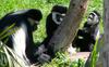colobus monkeys