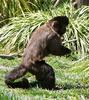 monkey